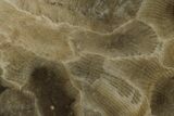 Polished Petoskey Stone (Fossil Coral) - Michigan #131050-1